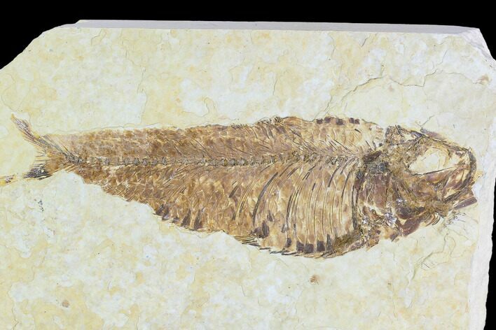 Fossil Fish (Knightia) - Wyoming #108304